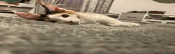 Maine Coon cats for sale: Maine Coon - Advert 2