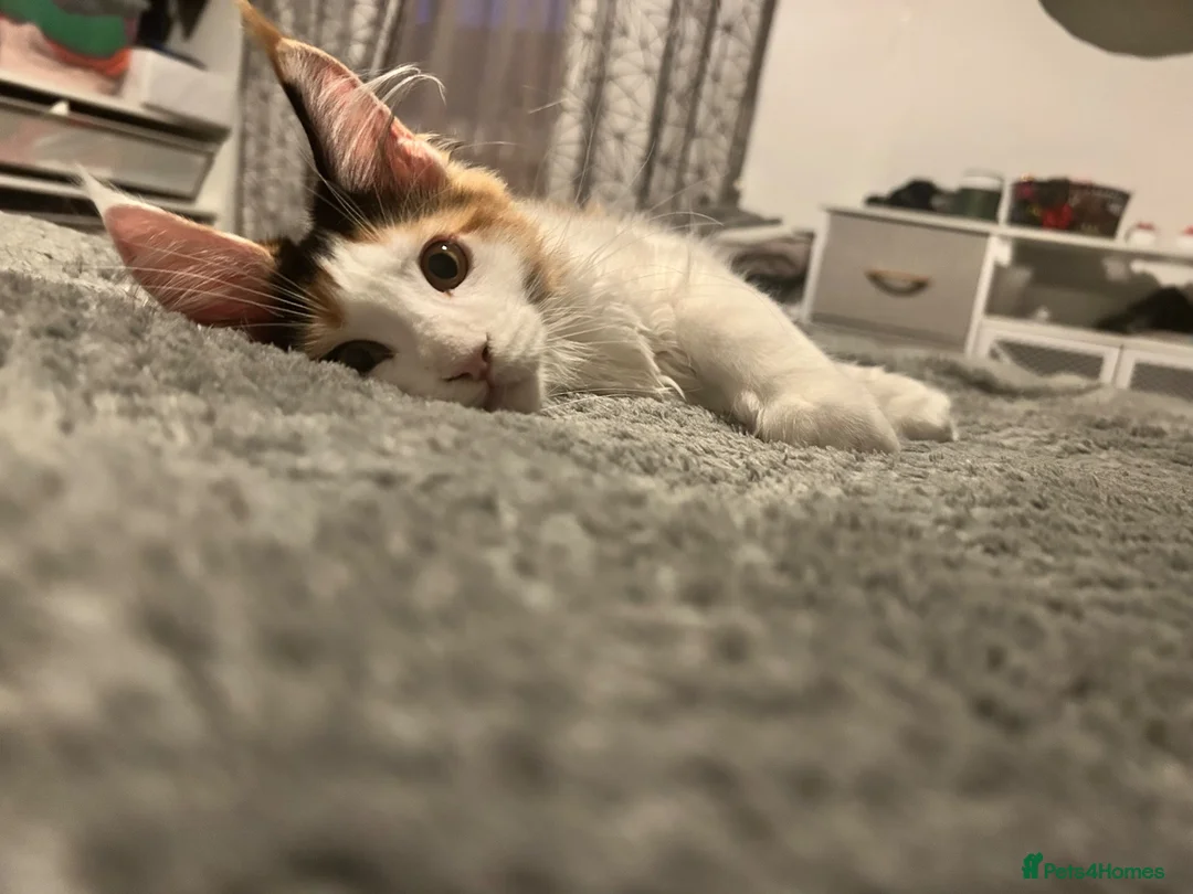 Maine Coon cats for sale: Maine Coon - Advert 2