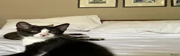 Domestic Shorthair cats for sale: 4 Beautiful Kittens Ready for their Forever Homes - Advert 16