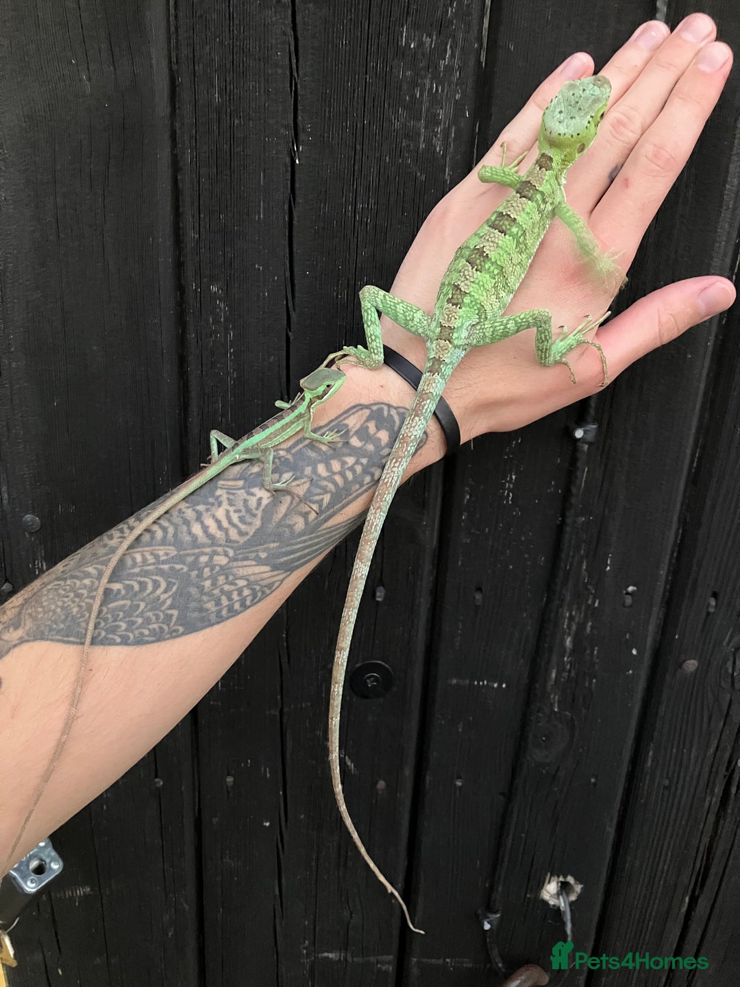 Iguana reptiles for sale: Eastern Casquehead & Hernandezs Helmeted Iguanas in Downham Market - Image 13