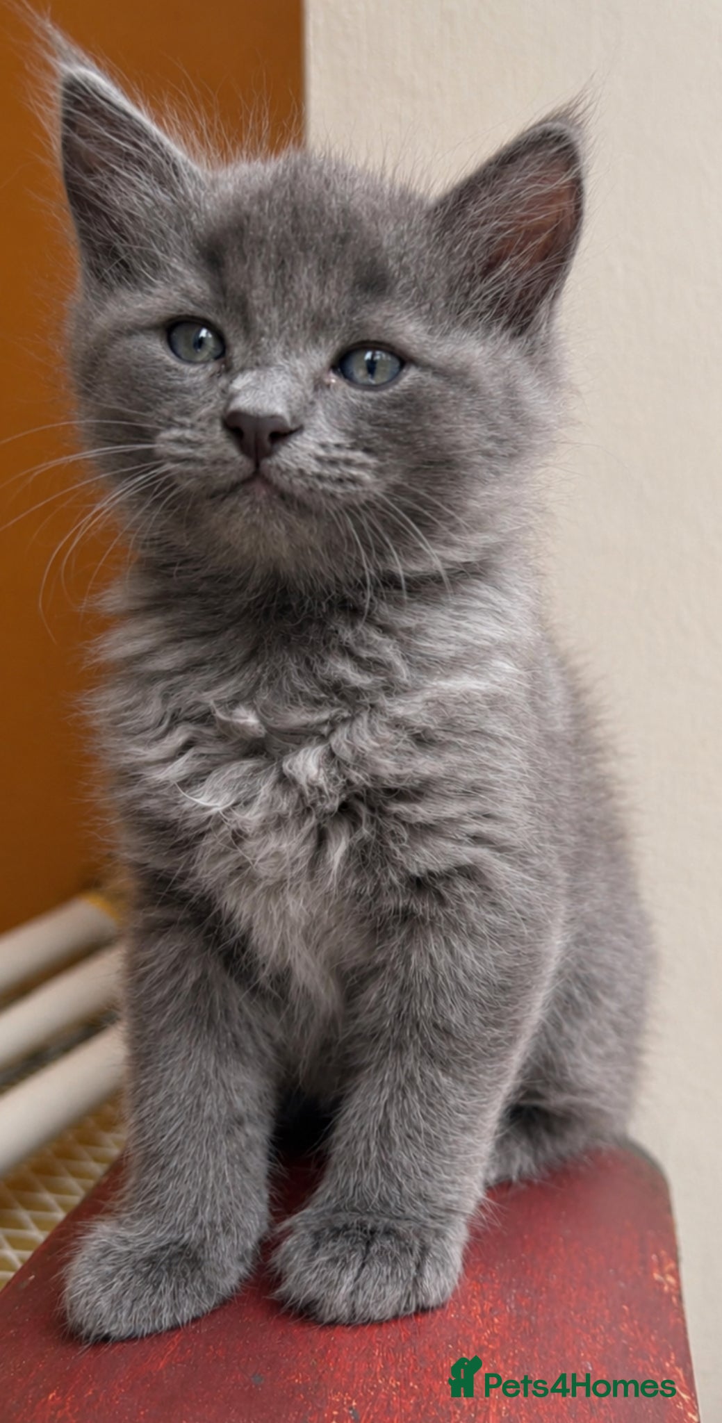 Mixed Breed cats for sale: Beautiful half ragdoll kittens 💖 - Advert 2