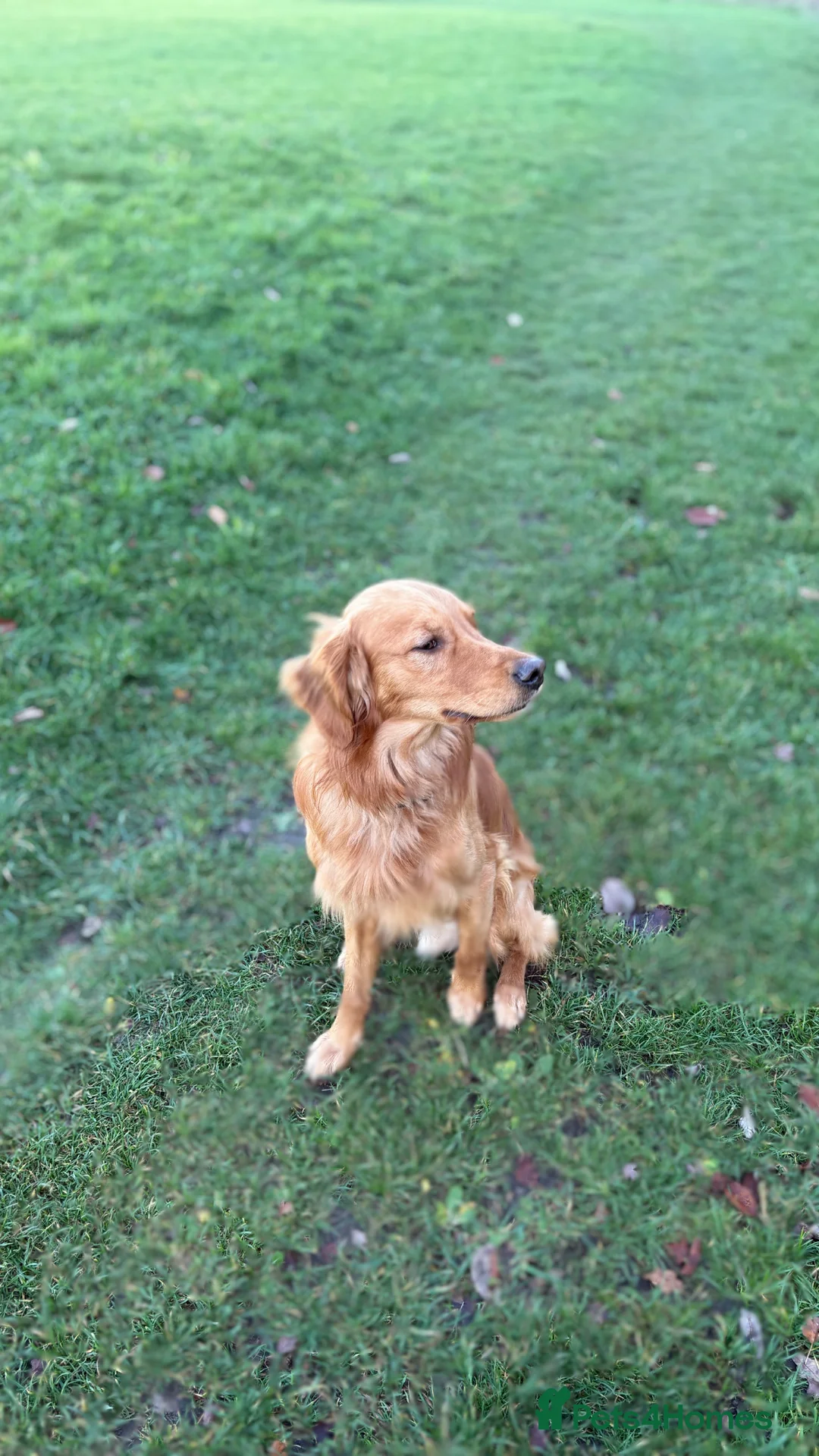 Golden Retriever dogs for stud: Red GOLDEN retriever working in Abingdon - Advert 2