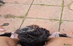 Cockapoo dogs for sale: Female Cockapoo  - Image 5