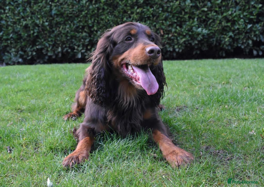 Cocker Spaniel dogs Proven Stud - Working Cocker Spaniel - Advert 15