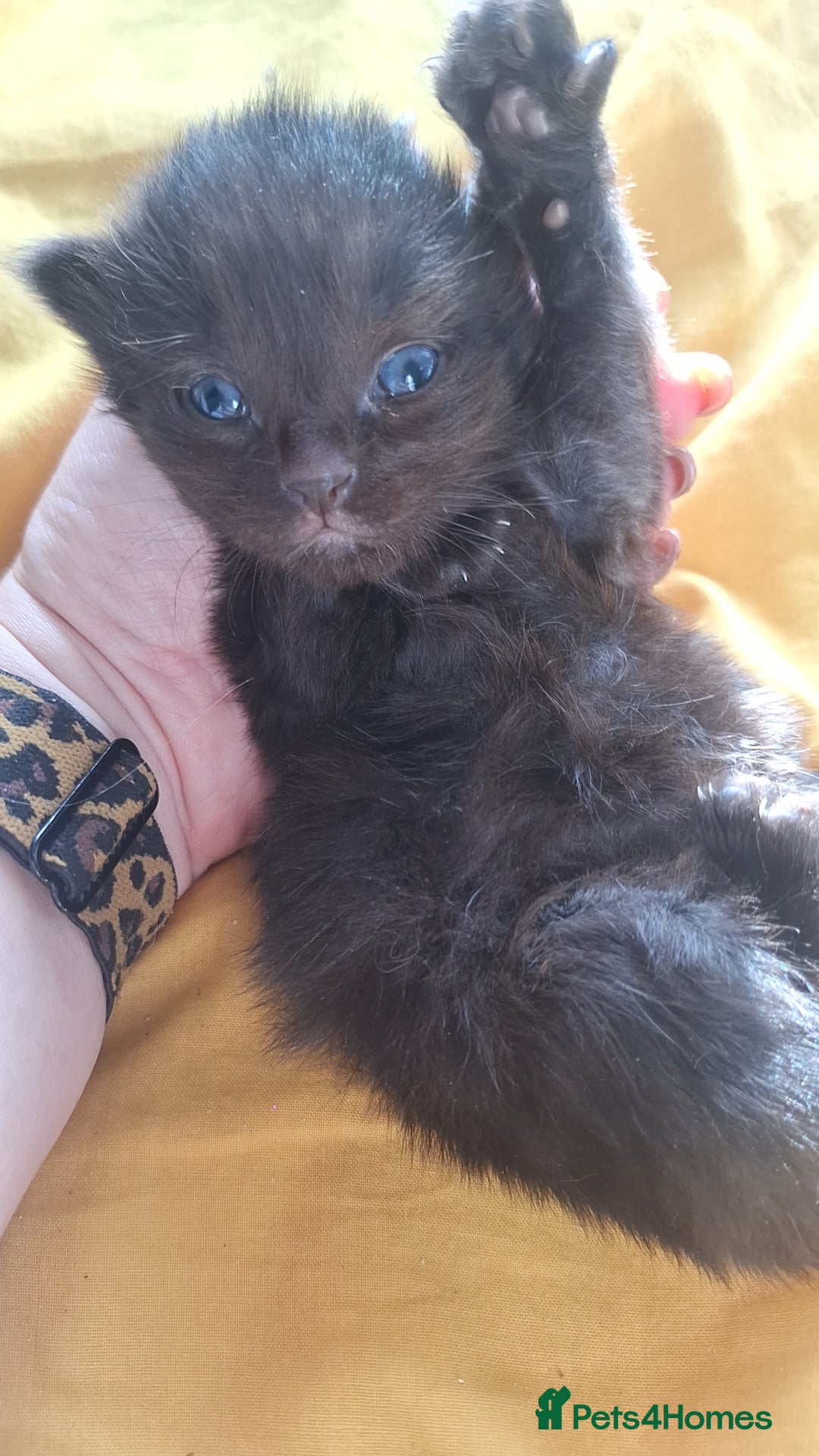 Ragdoll cats for sale: Ragdoll x Bombay  - Advert 7