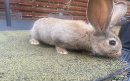 Continental Giant rabbits for sale: Baby Continental giants - Image 5