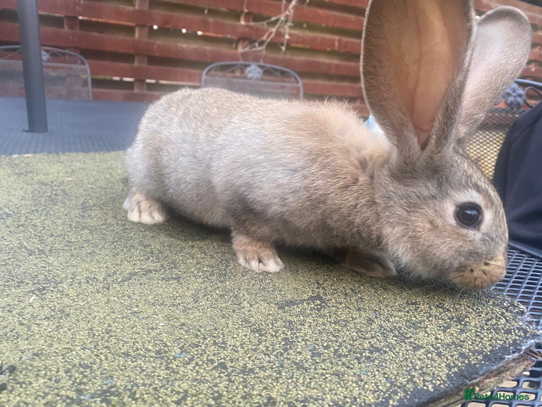 Continental Giant rabbits for sale: Baby Continental giants - Image 5