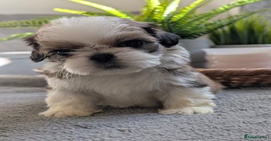 Shih Tzu dogs - Advert 1