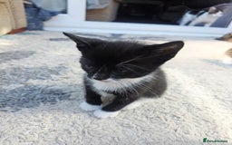 Mixed Breed cats for sale: Kittens - Image 4