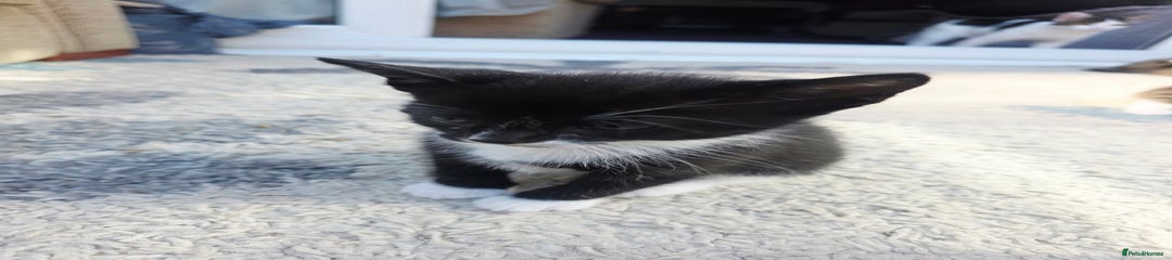 Mixed Breed Kitten 4