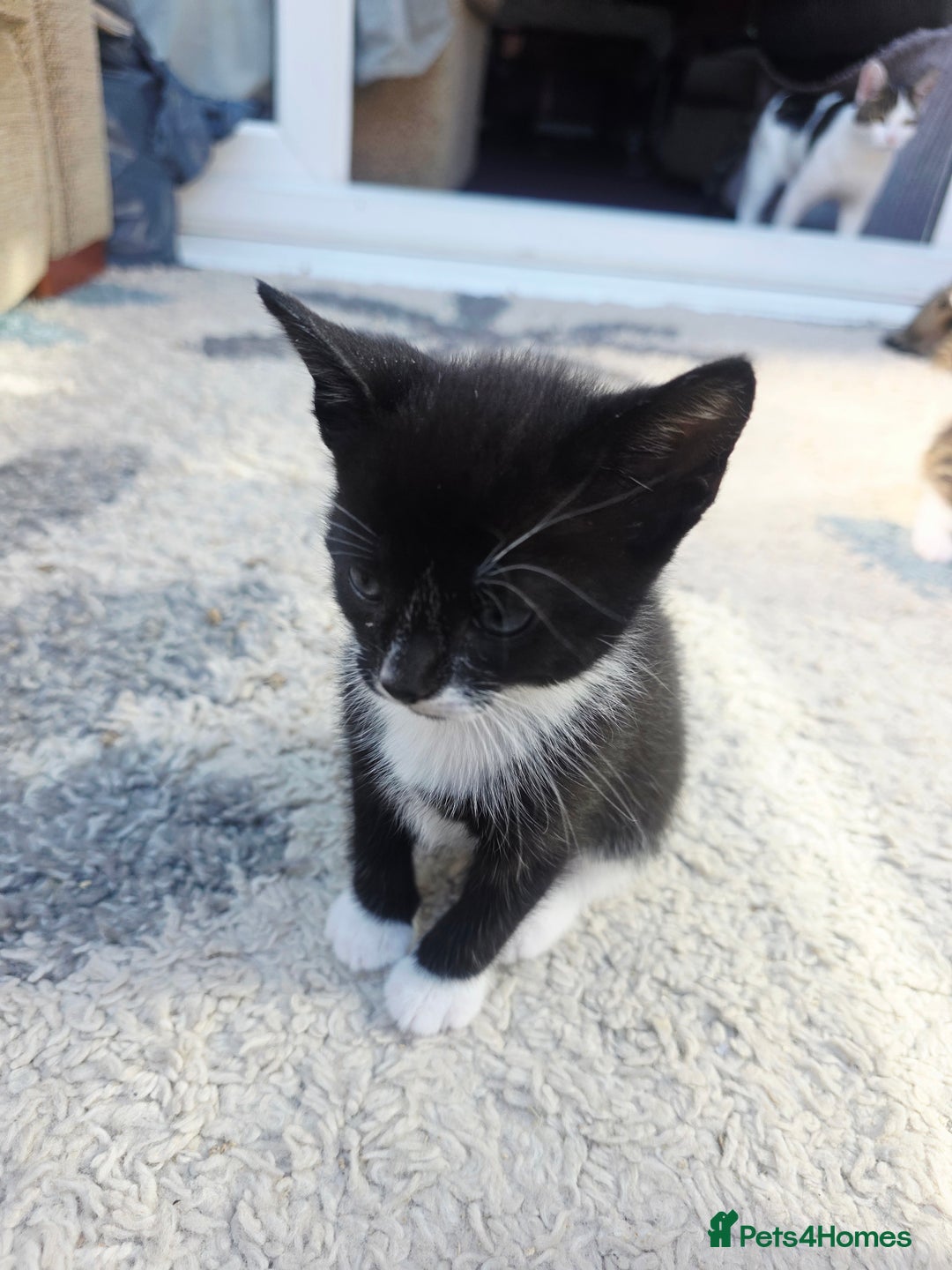 Mixed Breed cats for sale: Kittens - Image 4