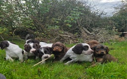 Cocker Spaniel dogs for sale: WORKING COCKER SPANIELS ..DNA CLEAR - Image 7