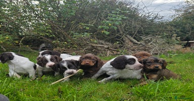 Cocker Spaniel dogs - Advert 5