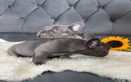 French Bulldog dogs for sale: BLUE GIRL 💗 and BOY 💙 frenchies available  - Image 4