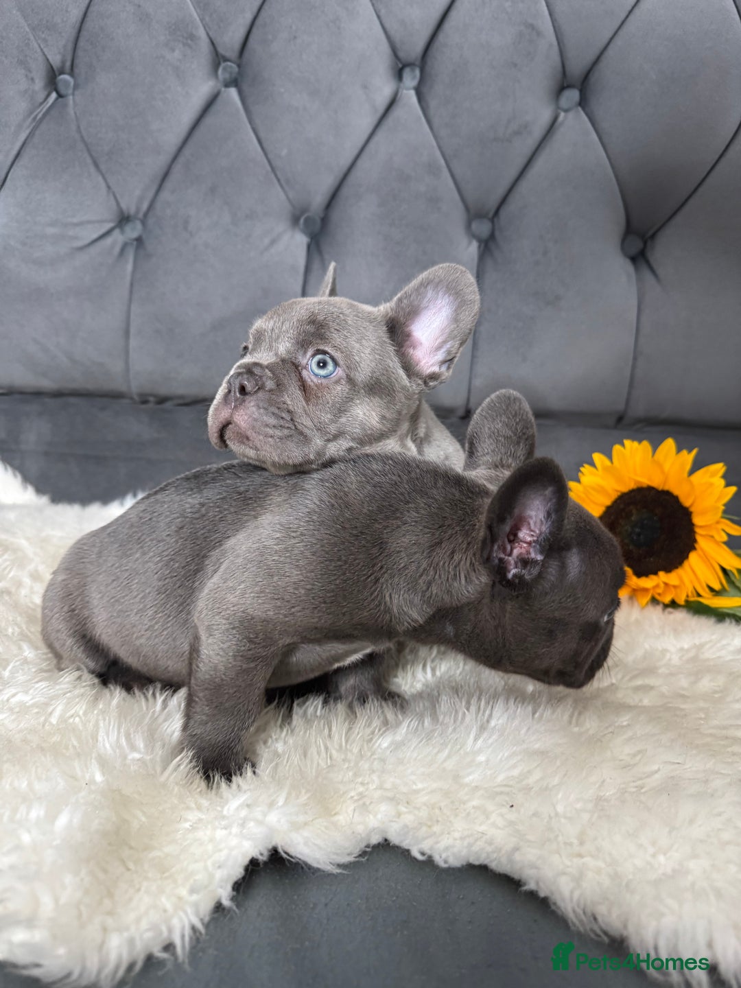 French Bulldog dogs for sale: BLUE GIRL 💗 and BOY 💙 frenchies available  - Image 4