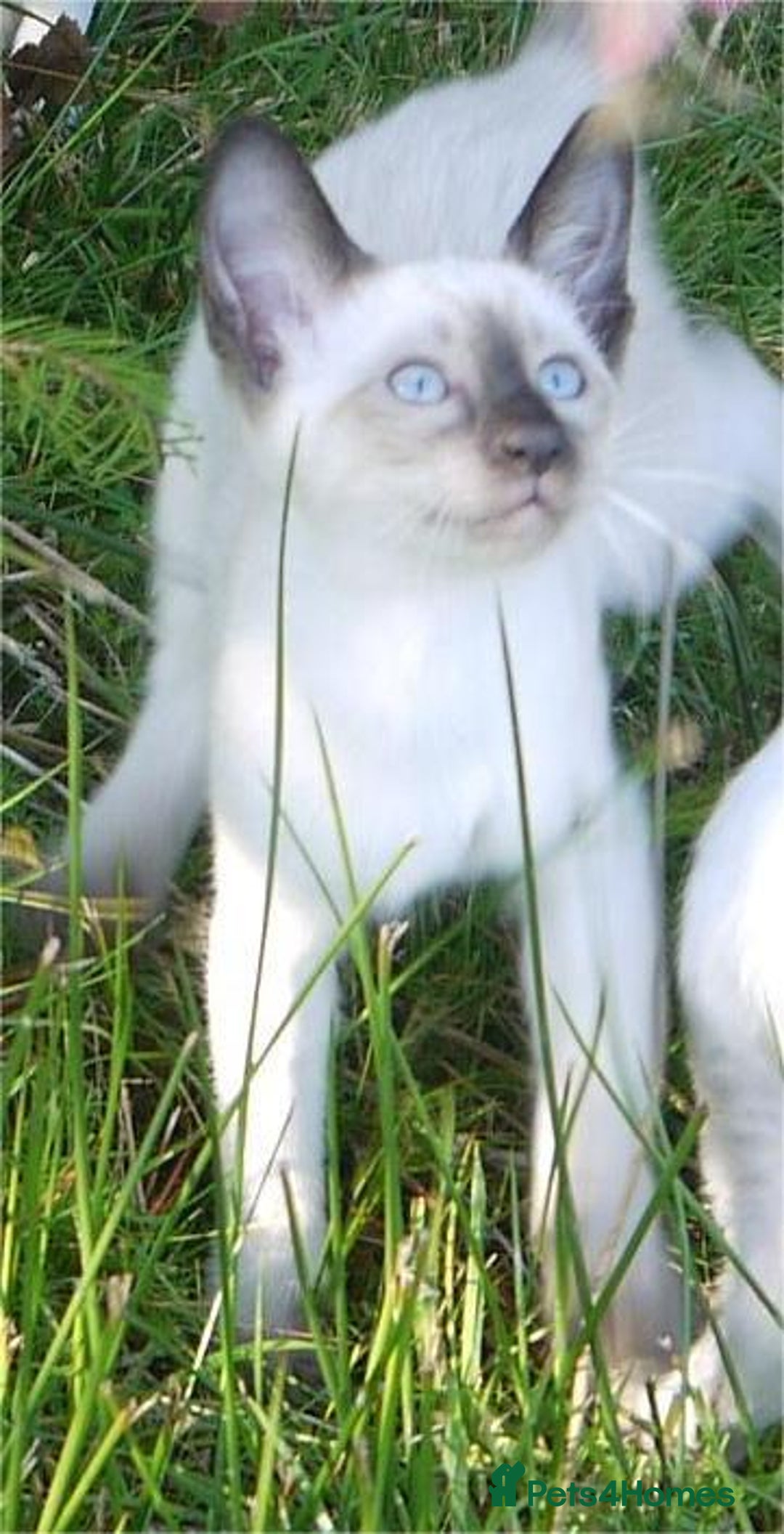 Siamese cats for sale: Siamese Kittens - Image 16