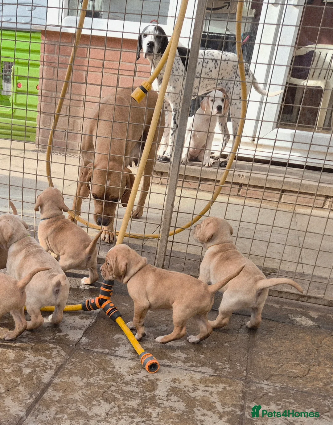 Pointer dogs for sale: Portuguese pointer puppies for sale - Advert 7
