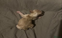Cocker Spaniel dogs for sale: ‘Show Type’ Cocker Spaniel Puppies. KC Registered. - Image 32
