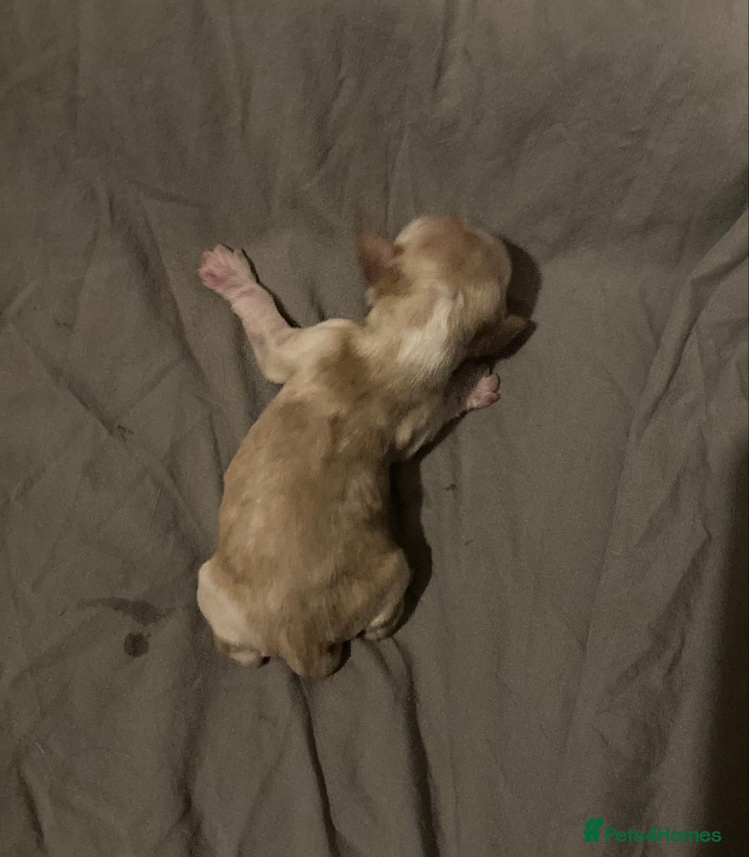 Cocker Spaniel dogs for sale: ‘Show Type’ Cocker Spaniel Puppies. KC Registered. - Image 32