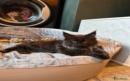 Maine Coon cats for sale:  Tica active registered Beauitful big kittens  in Wednesbury - Image 5