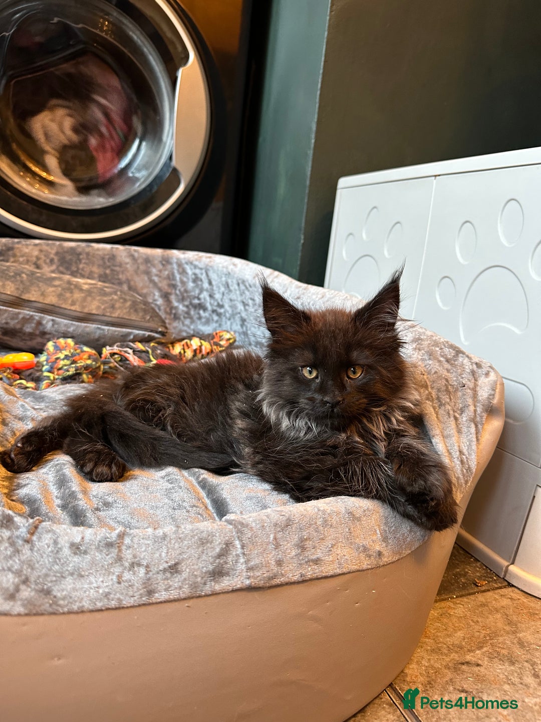 Maine Coon cats for sale:  Tica active registered Beauitful big kittens  in Wednesbury - Image 5
