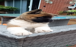 Akita dogs for sale: Beautiful KC registered Akitas  - Image 5