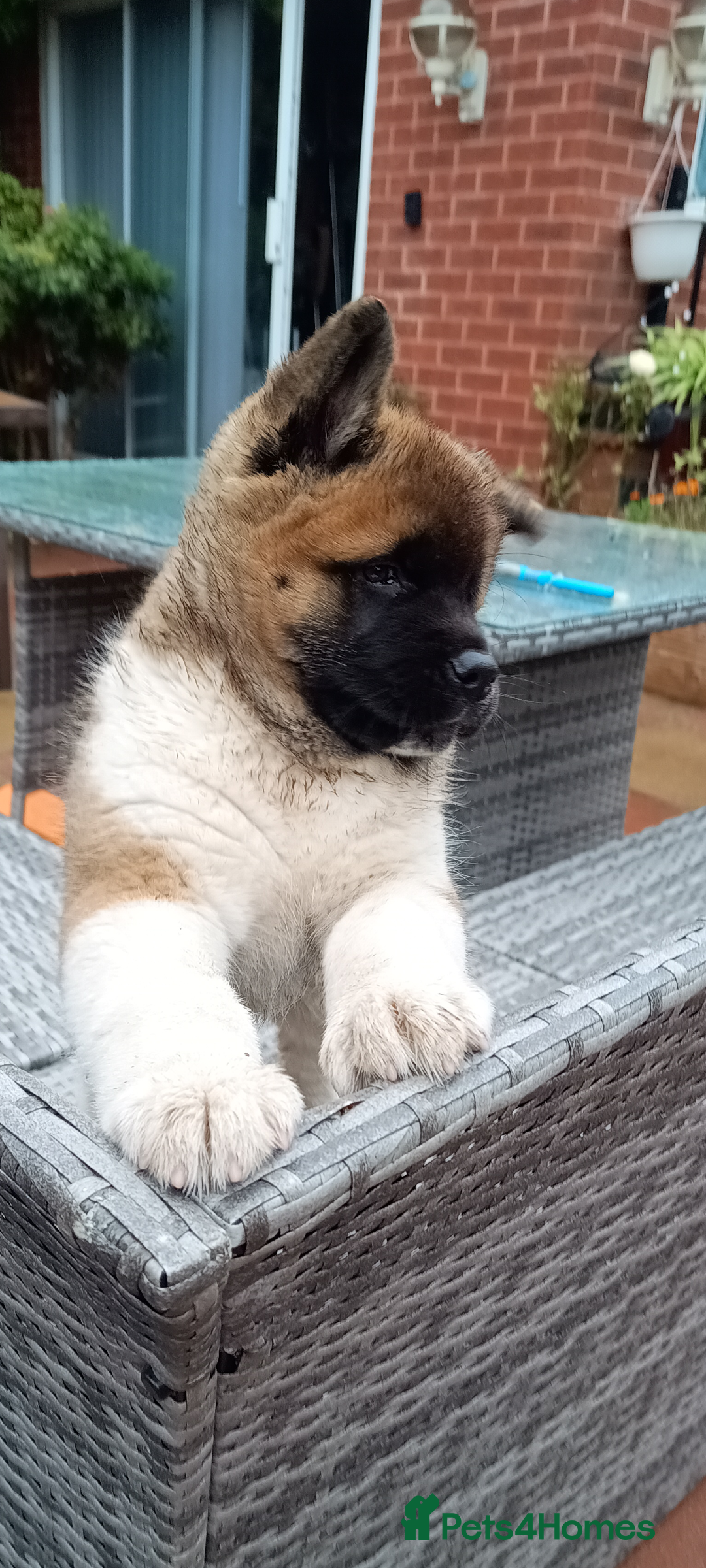 Akita dogs for sale: Beautiful KC registered Akitas  - Image 5