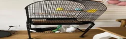 Parrots birds for sale: 2 handfed budgies & cage - Advert 6