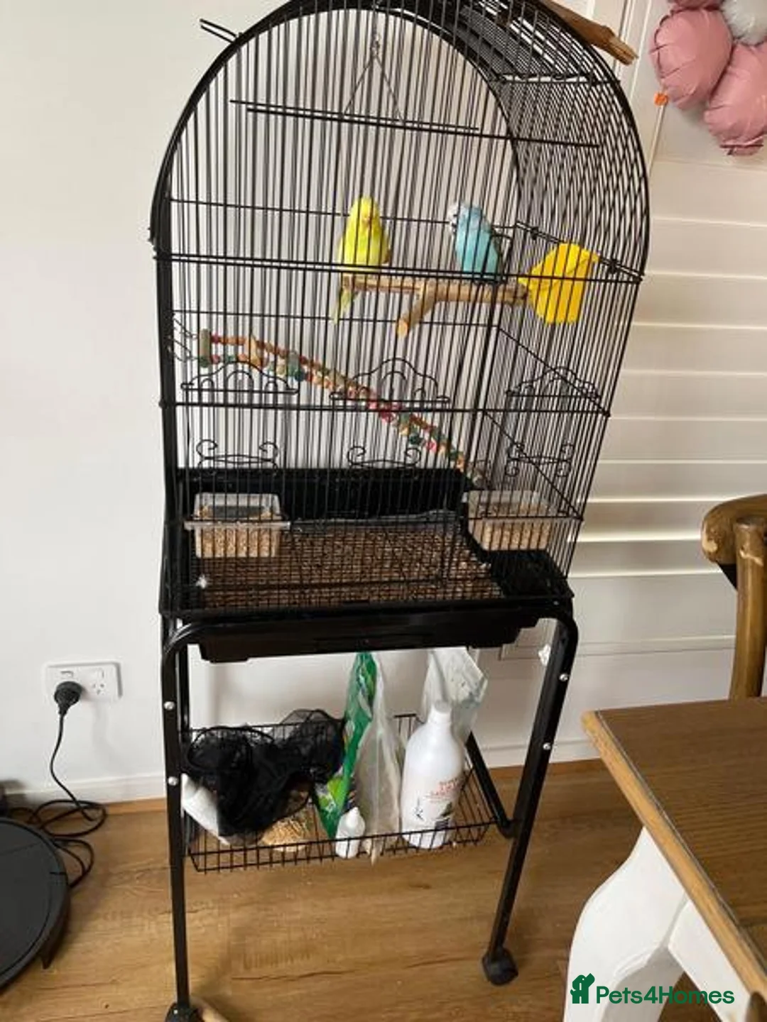 Parrots birds for sale: 2 handfed budgies & cage - Advert 6