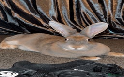 Dutch rabbits for sale: Female duch Rex  - Image 3
