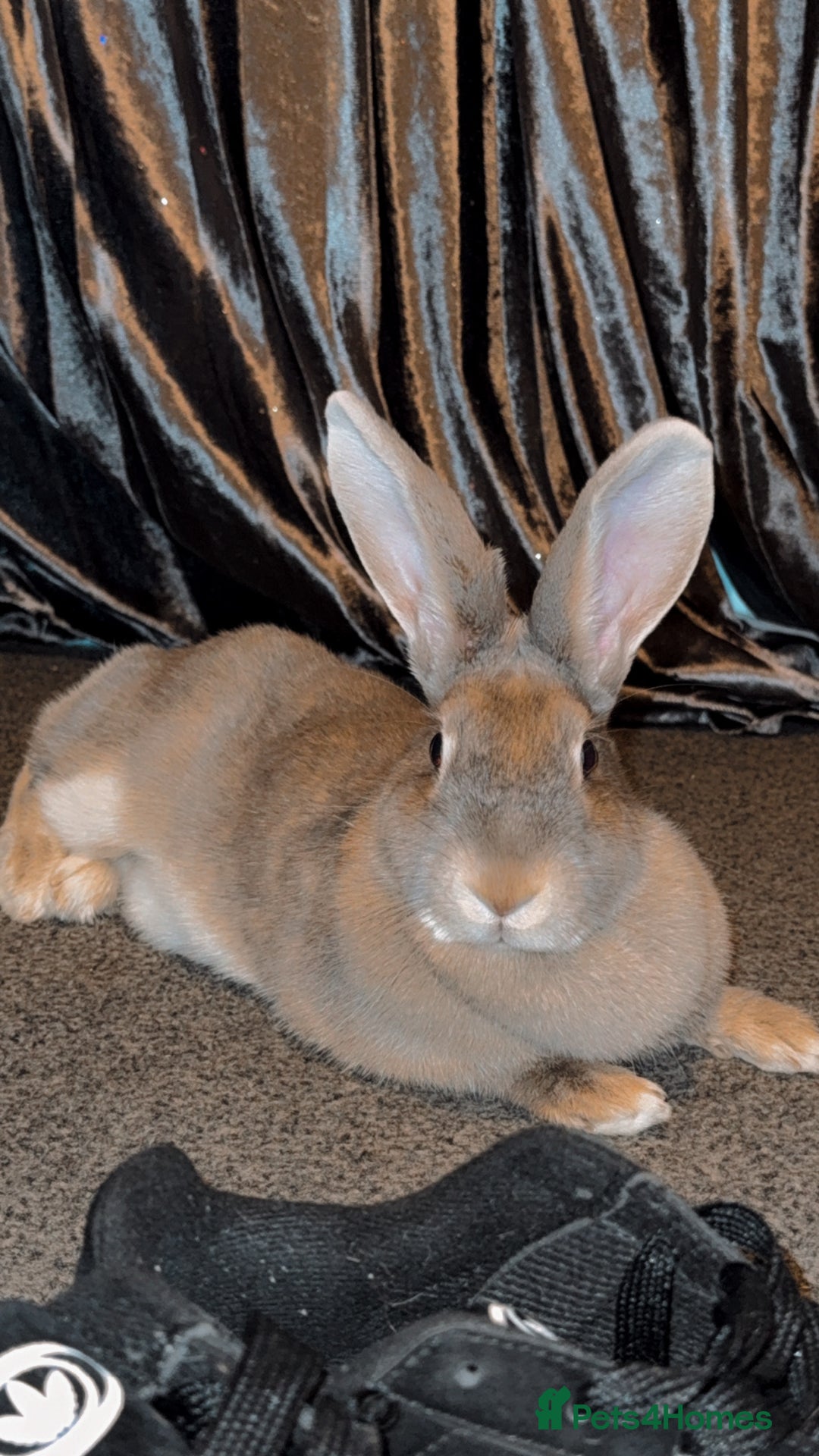 Dutch rabbits for sale: Female duch Rex  - Image 3