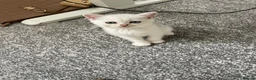 British Shorthair cats for sale: Silver British Shorthair Boy - Advert 3
