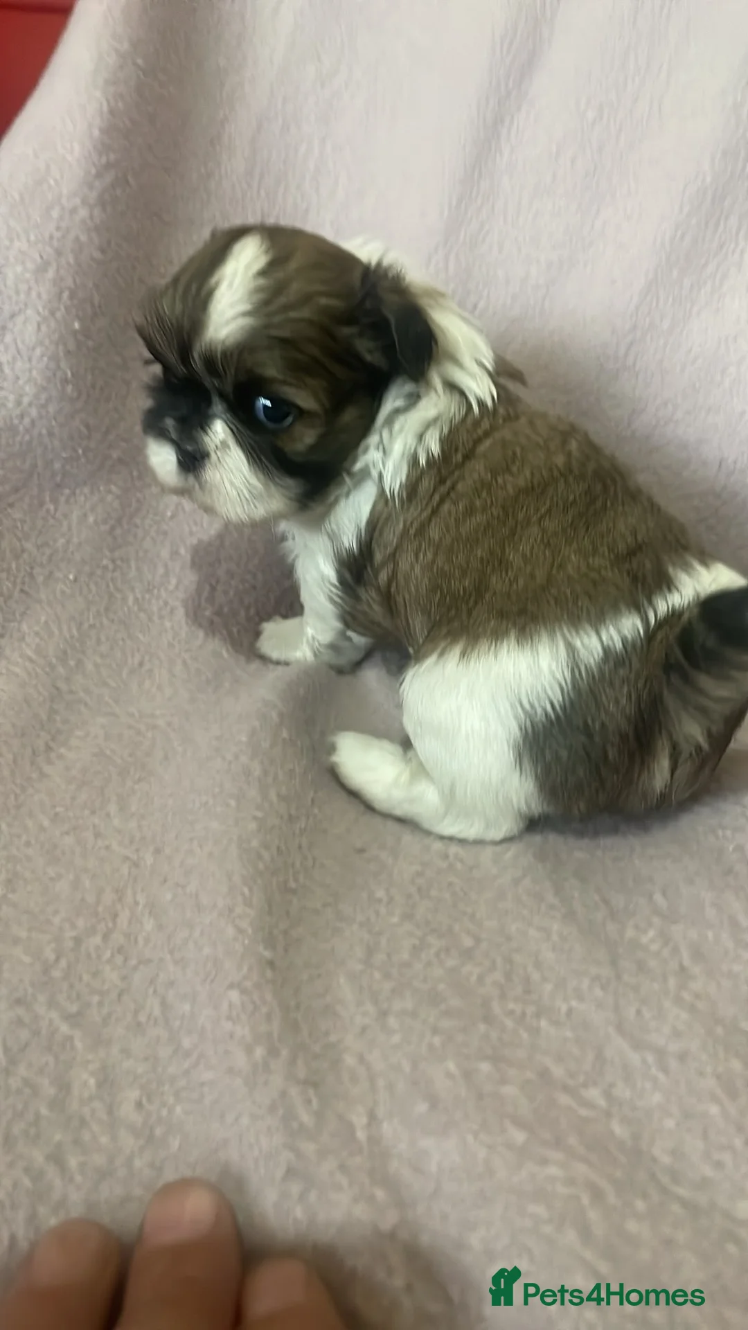 Shih Tzu dogs for sale: Stunning litter of Shih Tzu Puppies  - Advert 2