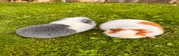 Guinea Pig rodents for sale: 2 male Teddy guinea pigs - Advert 3