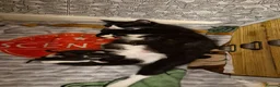 Mixed Breed cats for sale: Two male kittens  - Advert 10
