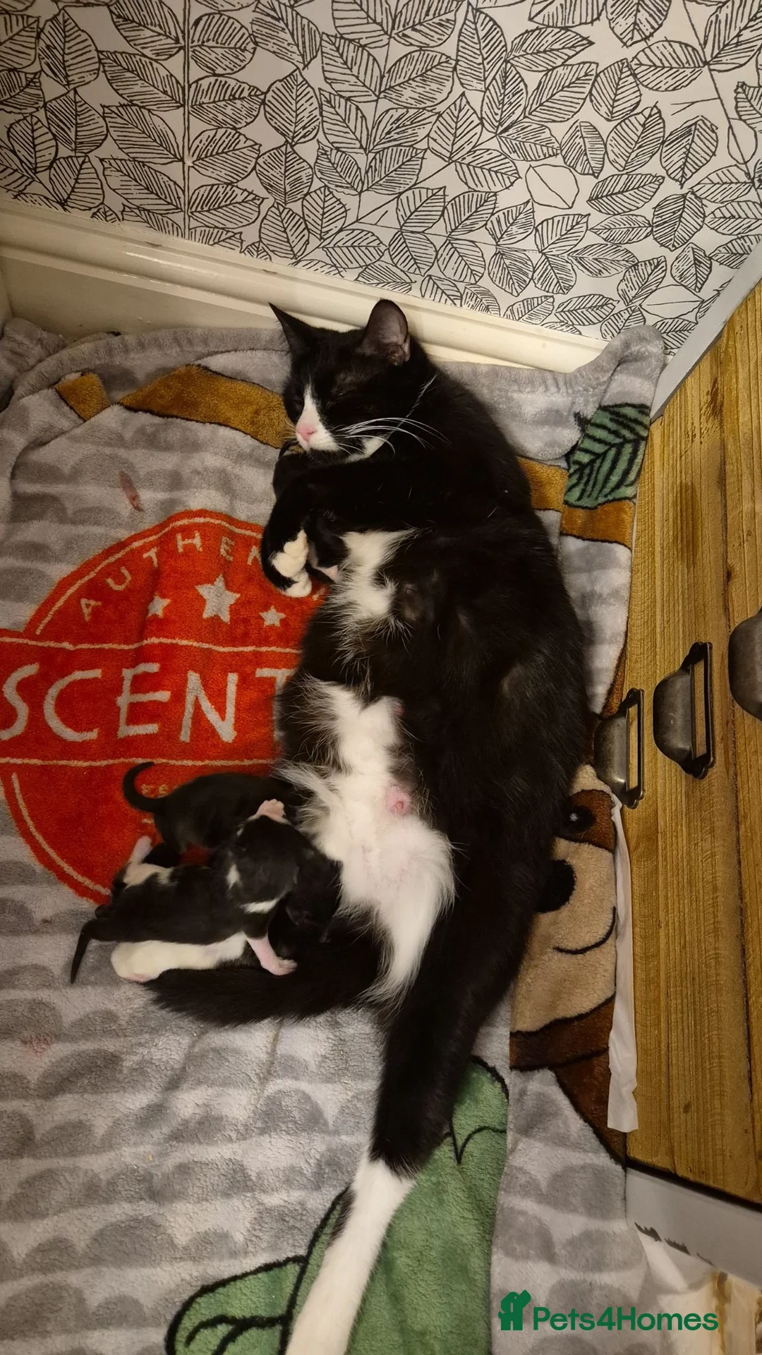Mixed Breed cats for sale: Two male kittens  - Advert 10