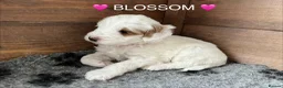 Australian Labradoodle dogs for sale: AUSSIE DOODLE - Health Tested - Advert 22