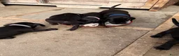 Mixed Breed dogs for sale: Beagle x patterdale in Sheffield - Advert 6