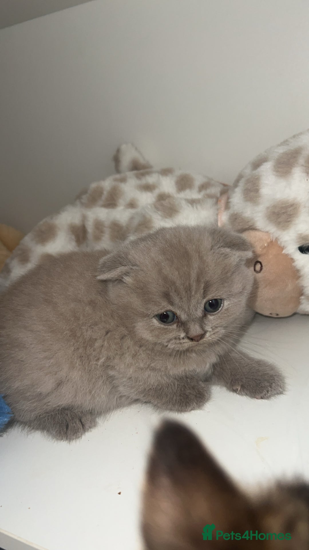 Scottish Fold cats for sale: Absolutely stunning kittens  - Image 4