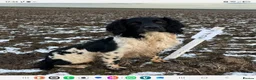 English Springer Spaniel dogs for sale: Working English Springer Spaniel Litter Expected - Advert 2