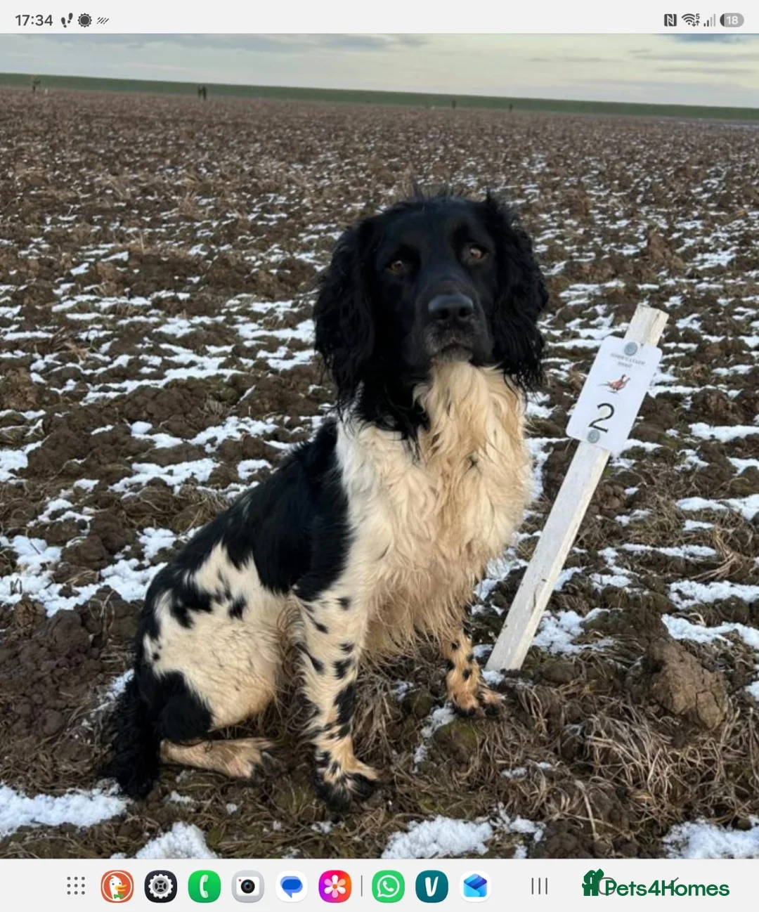 English Springer Spaniel dogs for sale: Working English Springer Spaniel Litter Expected - Advert 2