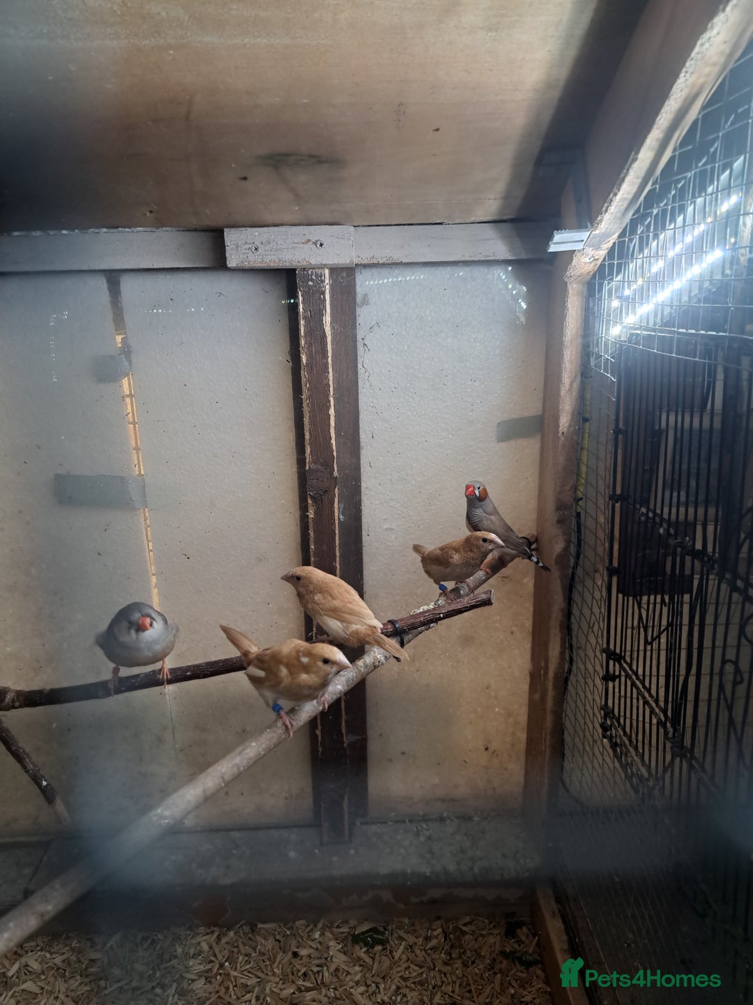 Finches birds for sale: Bengalese and pair of zebra finch  - Advert 1