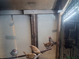 Finches birds Bengalese and pair of zebra finch - Advert 1