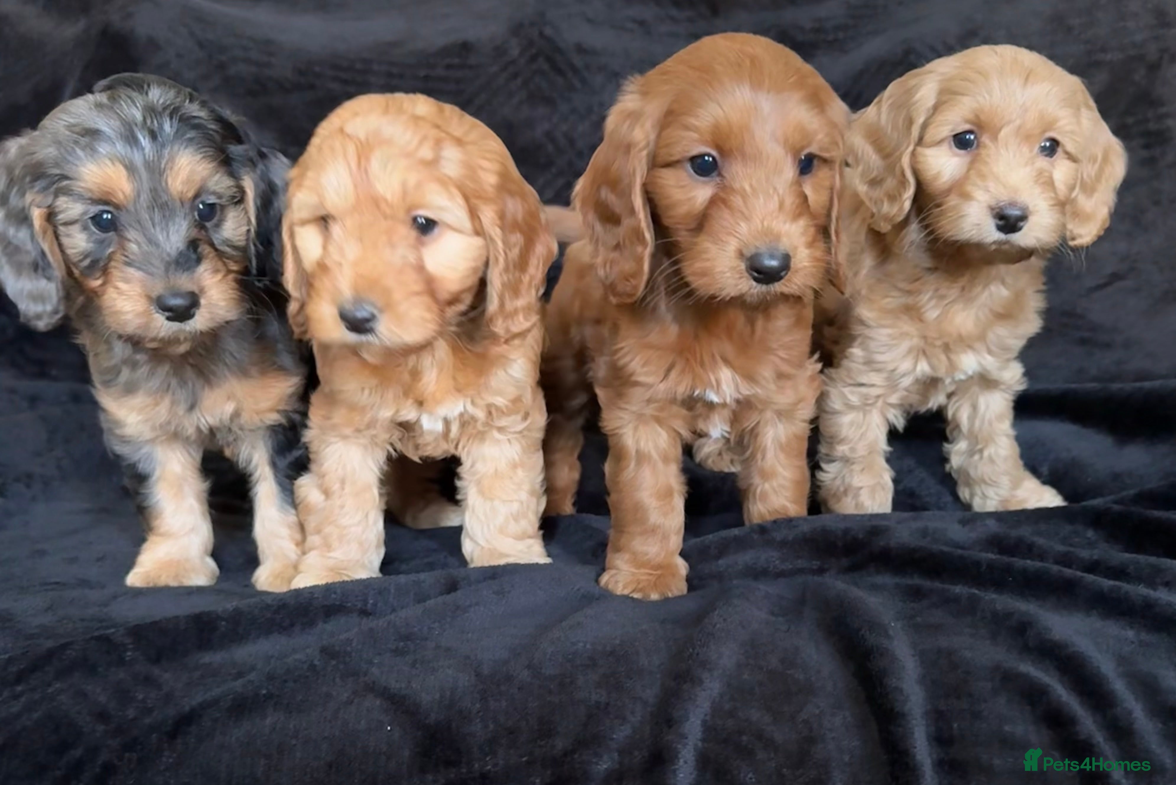 Cockapoo dogs Ready now F1 cockapoo puppies  - Advert 4
