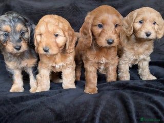 Cockapoo dogs Ready now F1 cockapoo puppies - Advert 4