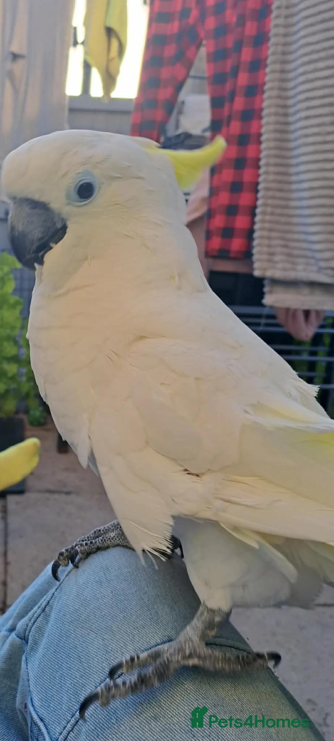 Cockatoo birds for sale: Female cockatoo  in Accrington - Advert 1