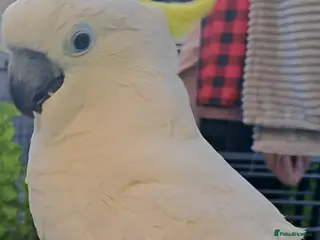 Cockatoo birds Female cockatoo in Accrington - Advert 1