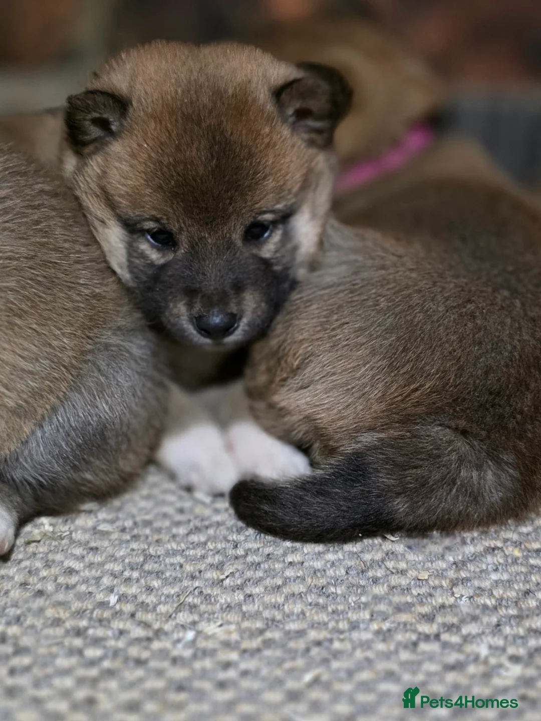 Japanese Shiba Inu dogs for sale: Healthy shiba inus last girl  - Advert 16