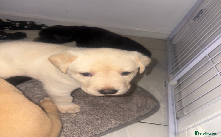 Labrador Retriever dogs Labrador puppies - 1 girl left!   - Advert 7