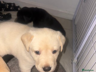 Labrador Retriever dogs Labrador puppies - 1 girl left! - Advert 9